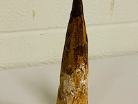 Spinosaurus tand 12cm - afbeelding 3 van  5