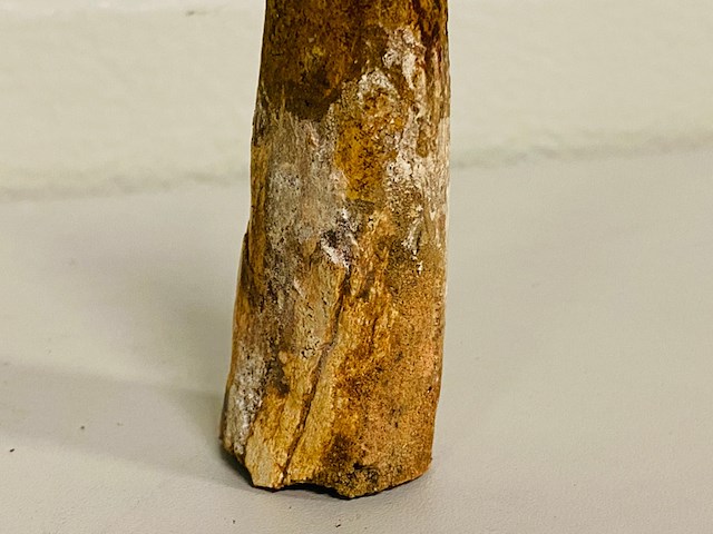 Spinosaurus tand 12cm - afbeelding 4 van  5