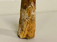 Spinosaurus tand 12cm - afbeelding 4 van  5
