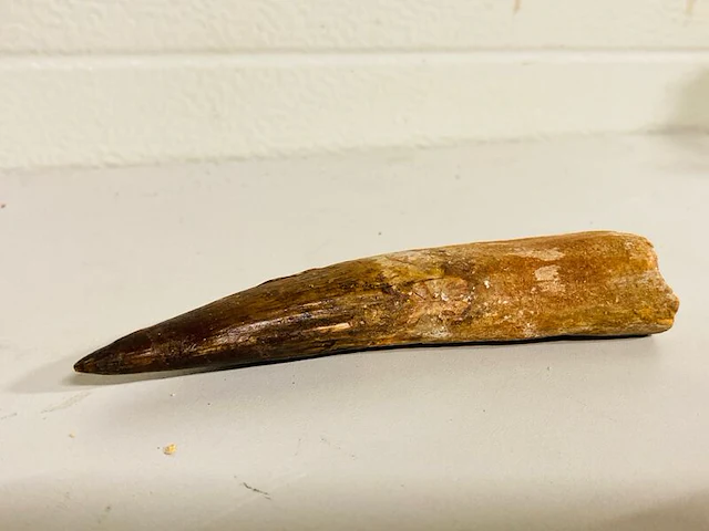 Spinosaurus tand (14 cm) - afbeelding 1 van  6