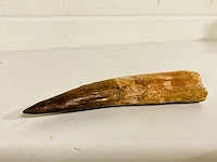 Spinosaurus tand (14 cm)