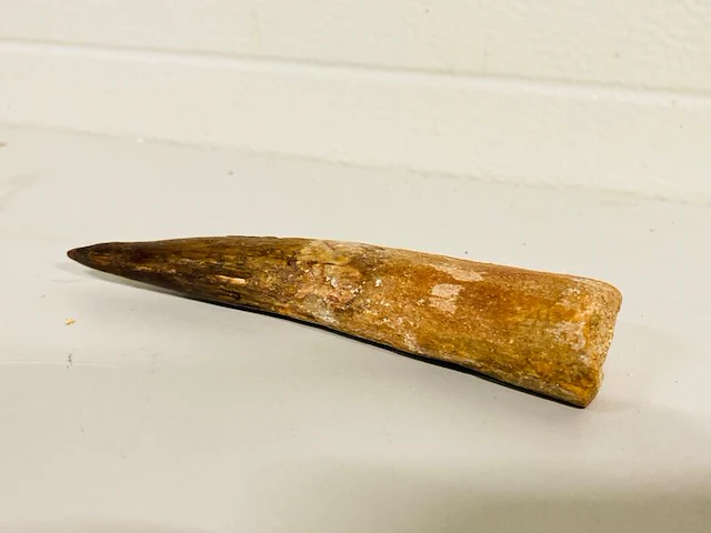 Spinosaurus tand (14 cm) - afbeelding 2 van  6