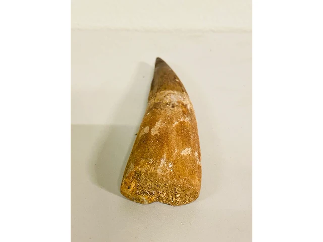 Spinosaurus tand (14 cm) - afbeelding 3 van  6