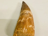 Spinosaurus tand (14 cm) - afbeelding 3 van  6