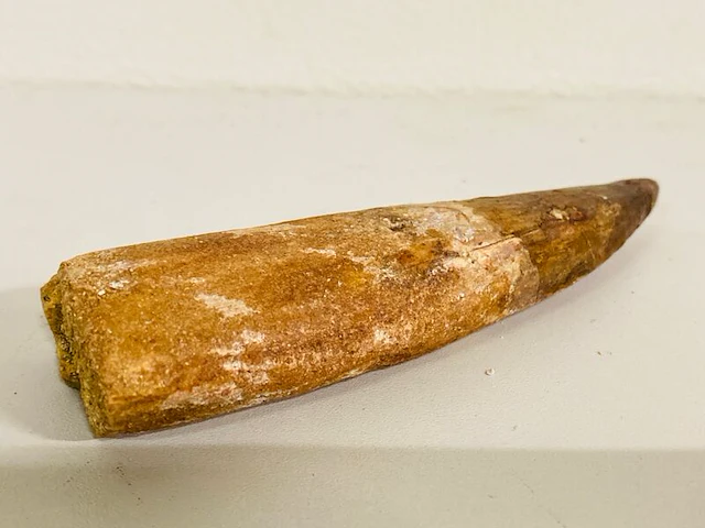 Spinosaurus tand (14 cm) - afbeelding 4 van  6