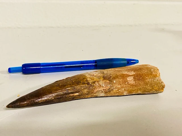 Spinosaurus tand (14 cm) - afbeelding 5 van  6