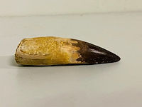 Spinosaurus tand - afbeelding 1 van  7