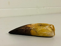 Spinosaurus tand - afbeelding 3 van  7