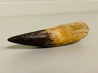 Spinosaurus tand - afbeelding 4 van  7