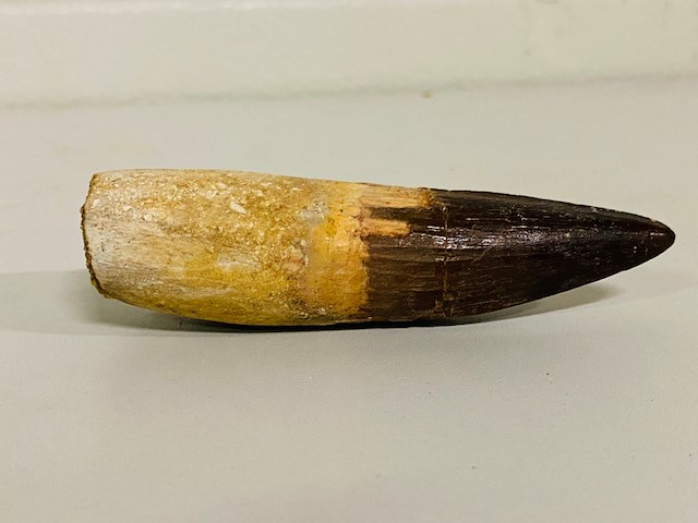 Spinosaurus tand - afbeelding 5 van  7
