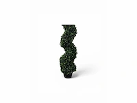 Spiraal buxus (10x) - afbeelding 6 van  8