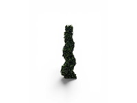 Spiraal buxus (20x) - afbeelding 4 van  8