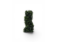 Spiraal buxus (20x) - afbeelding 5 van  8