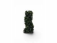 Spiraal buxus (20x) - afbeelding 5 van  8