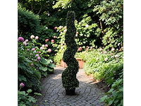 Spiraal buxus (40x) - afbeelding 1 van  8