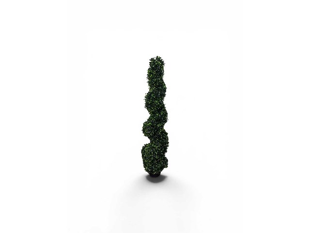 Spiraal buxus (40x) - afbeelding 2 van  8