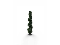 Spiraal buxus (40x) - afbeelding 2 van  8