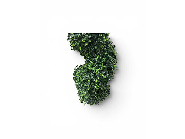Spiraal buxus (40x) - afbeelding 3 van  8