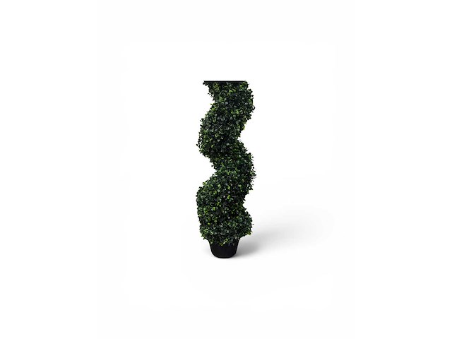 Spiraal buxus (40x) - afbeelding 6 van  8