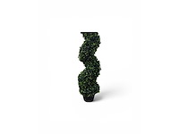 Spiraal buxus (40x) - afbeelding 6 van  8