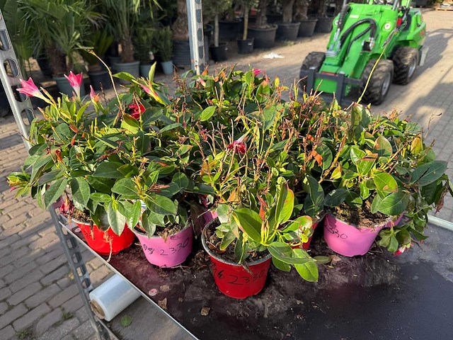 Spring bloomer (15x) - afbeelding 1 van  3