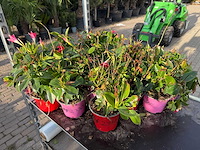 Spring bloomer (15x) - afbeelding 1 van  3