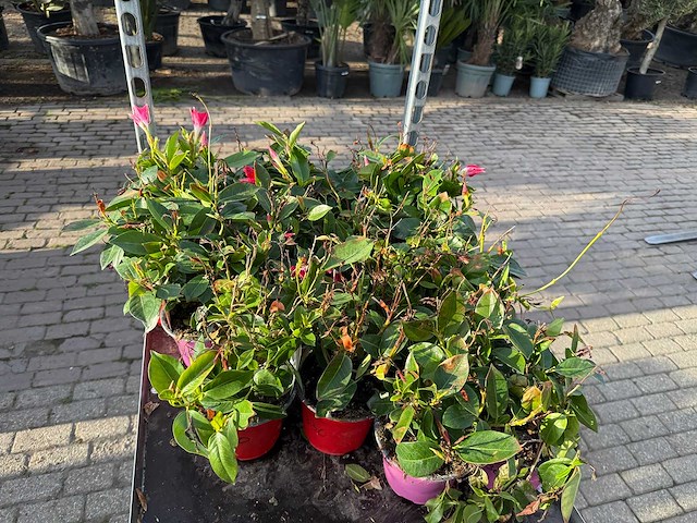 Spring bloomer (15x) - afbeelding 2 van  3