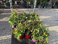 Spring bloomer (15x) - afbeelding 2 van  3