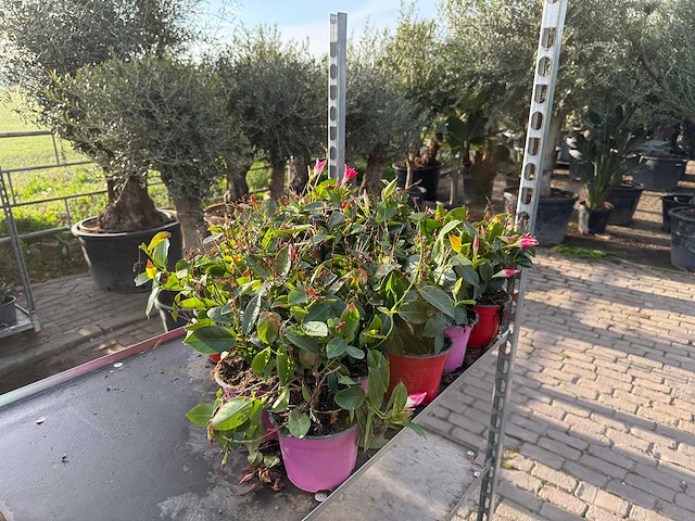 Spring bloomer (15x) - afbeelding 3 van  3