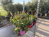 Spring bloomer (15x) - afbeelding 3 van  3