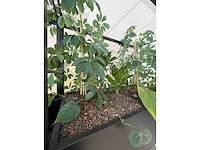 Stalen divider met planten 400cm - afbeelding 8 van  14