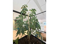 Stalen divider met planten 400cm - afbeelding 9 van  14
