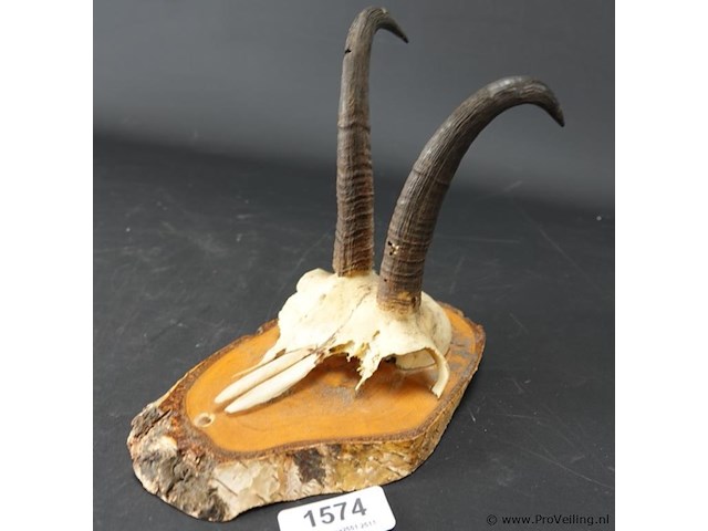 Steenbokgewei op houten schild - afbeelding 1 van  5