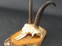 Steenbokgewei op houten schild - afbeelding 1 van  5