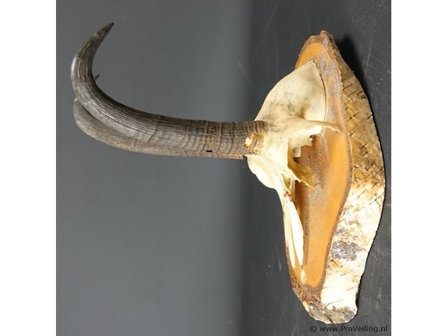 Steenbokgewei op houten schild - afbeelding 2 van  5