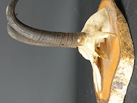 Steenbokgewei op houten schild - afbeelding 2 van  5