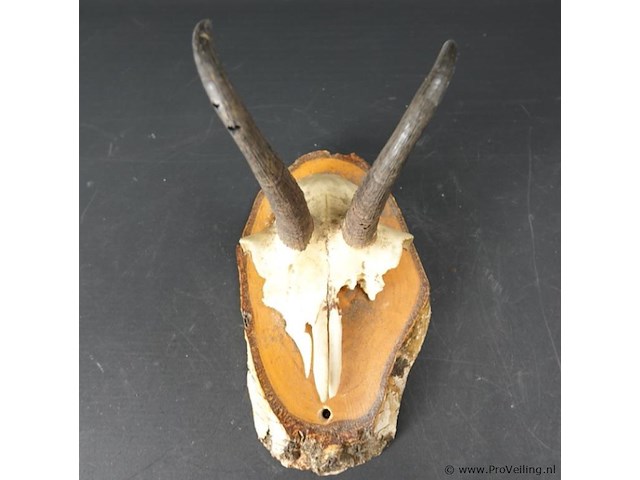 Steenbokgewei op houten schild - afbeelding 3 van  5