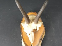 Steenbokgewei op houten schild - afbeelding 3 van  5