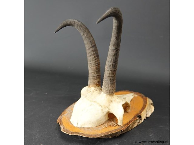 Steenbokgewei op houten schild - afbeelding 4 van  5