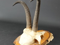 Steenbokgewei op houten schild - afbeelding 4 van  5