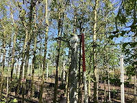 Steeneik - groenblijvende boom (2x) - afbeelding 1 van  2