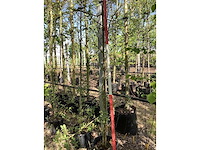 Steeneik - groenblijvende boom (2x) - afbeelding 2 van  2