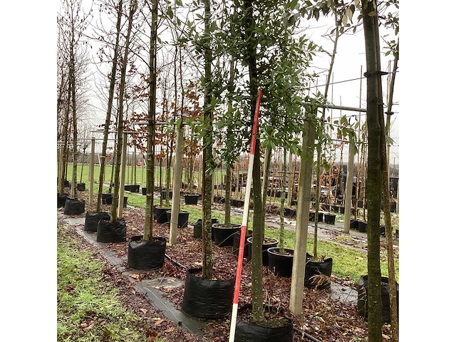 Steeneik - groenblijvende boom - afbeelding 1 van  3