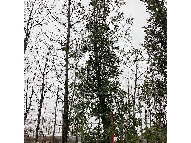 Steeneik - groenblijvende boom - afbeelding 2 van  3