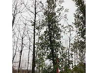 Steeneik - groenblijvende boom - afbeelding 2 van  3