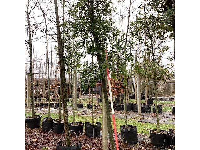 Steeneik - groenblijvende boom - afbeelding 3 van  3