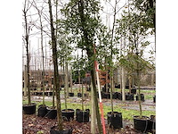 Steeneik - groenblijvende boom - afbeelding 3 van  3