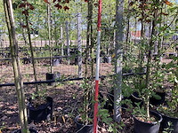 Steeneik - groenblijvende boom - afbeelding 1 van  2