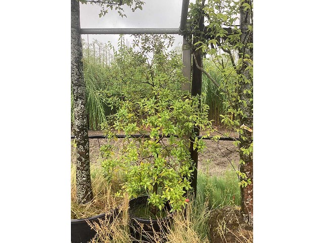 Steeneik - meerstammige boom - afbeelding 2 van  2