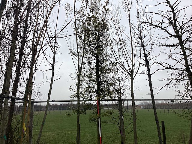 Steeneik - vormboom - afbeelding 1 van  3